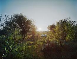 Spagnoli - Montana, (Helen with Horse)