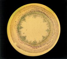 Click for details about Anonymous - Microscopic Cross-section of a Plant Anonymous - Microscopic Cross-section of a Plant