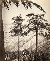 Click for details about Bourne - Snowcapped Deodars, Simla, India Bourne - Snowcapped Deodars, Simla, India