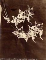 Anonymous (French) - Orchids (Odontoglossum Alexandrae)