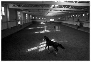 Abad�ic - Horse, Zagreb,Croatia