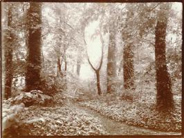 Click for details about Misonne - A Leafy Path Misonne - A Leafy Path