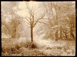 Click for details about Misonne - The Bare Tree Misonne - The Bare Tree