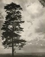 Click for details about Albin-Guillot - Silhouette of Tree Against Sky Albin-Guillot - Silhouette of Tree Against Sky