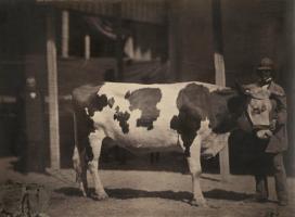 Click for details about Tournachon-Nadar - Kuh von der Race in der Normandie (Cow with Man) Tournachon-Nadar - Kuh von der Race in der Normandie (Cow with Man)
