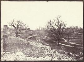 Negre - Ch&ecirc;nes en Hiver (Oak Trees in Winter)