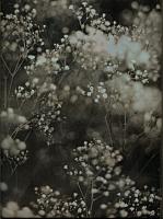 Click for details about Spagnoli - Two Botanical Studies Spagnoli - Two Botanical Studies