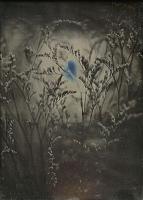 Spagnoli - Botanical Study