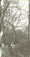 Sudek - Prague Garden