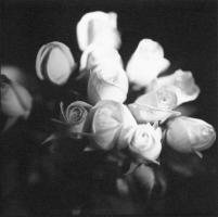 Cratsley - 12 Roses