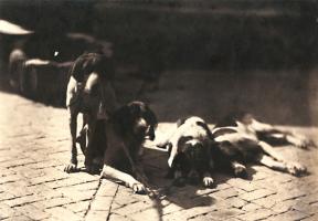 Click for details about Aguado - Hunting Dogs Aguado - Hunting Dogs