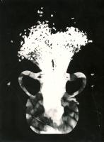 Eisenman - Photogram of Vase and Straw Flowers