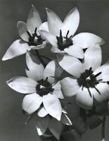 Click for details about Auradon - Open Tulips Auradon - Open Tulips