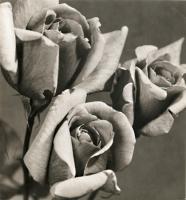 Auradon - Roses