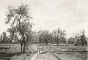 Harrison - Lolab, Kashmir