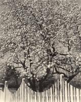 Norman - Apple Blossoms, Woodstock, NY