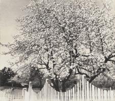 Norman - Apple Blossoms, Woodstock, NY