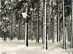 Gay-Couttet - Snow Covered Trees in Chamonix
