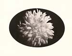 George A. Eisenman - Chrysanthemum