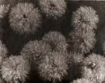 George A. Eisenman - Chrysanthemums
