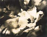 George A. Eisenman - Bee and Rose of Sharon Flower