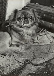 Brassai (Gyula Halasz) - A Pekinese