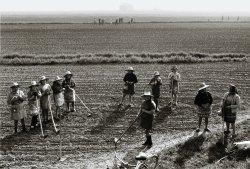 Gianni Berengo Gardin - Farm Women Hoeing the Earth, Italy