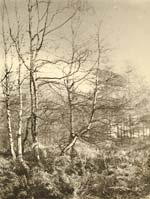 Francis Alfred Bolton - Aspens with Ferns