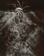Olivia Parker - Cyclamen (from "Lost Objects portfolio)