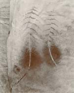 Olivia Parker - Two Feathers (from "Lost Objects portfolio)
