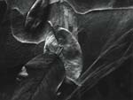 Wynn Bullock - Leaves in Cobwebs