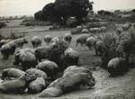 George Rodger - Hippopotamises Wallowing in Mud, Uganda