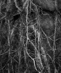 Marcia Schulman Martin - Roots