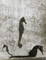 Gjon Mili - Sea Horses