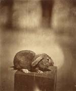 Louis Godefroy De Lucy - Lapin Domestique (Common Rabbit)