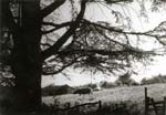 Jacques-Henri Lartigue - Passage au Ch�teau des Essarts, Veyvialle, France