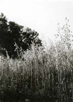 Jacques-Henri Lartigue - Passage au Ch�teau des Essarts, Veyvialle, France
