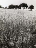 Jacques-Henri Lartigue - Passage au Ch�teau des Essarts, Veyvialle, France