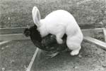 Dick Lebowitz - Rabbit and Hen