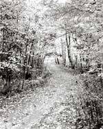 Joan Sussman - Untitled (Landscape)