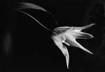 Yasuhiro Ishimoto - Tulip