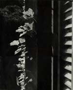 Ilse Bing - Still Life of Vine and Louvres