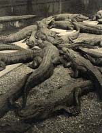 Chevojon Studio - Crocodiles