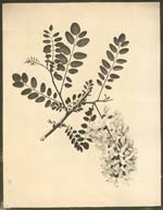 Eugene Charles De Gayffier - Study of Foliage, Wild French Plant