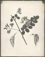 Eugene Charles De Gayffier - Study of Foliage, Wild French Plant