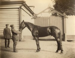 Anonymous - Horse, Moscow, Russia