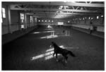 Stanko Abad�ic - Horse, Zagreb,Croatia