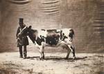 Adrien Tournachon-Nadar - Kuh von der Ayrshire Race (Cow with Man)