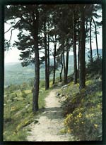 Anonymous - Alsace Landscape with Pine Trees and Flowers