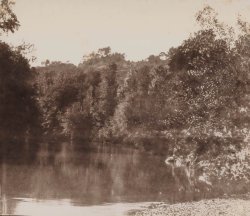 Charles Negre - Le Muy, plan d'eau dans la for�t